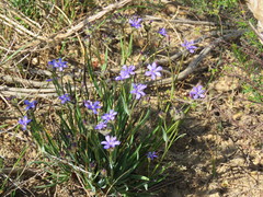Aristea africana
