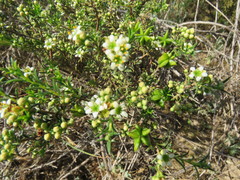 Diosma hirsuta