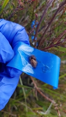 Eutittha stratiotica