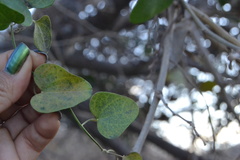 Magnoliopsida