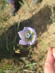Wahlenbergia capensis