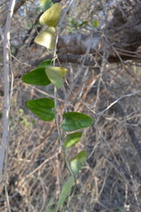 Magnoliopsida