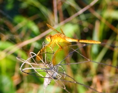 Sympetrum uniforme