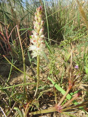 Lachenalia contaminata