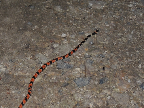 Cope's Snail Sucker