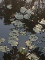 Nymphaea mexicana