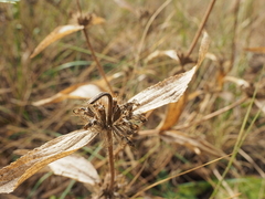 Phlomis herba-venti