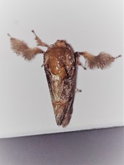 Isochaetes rufescens