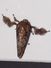 Isochaetes rufescens