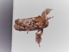 Isochaetes rufescens