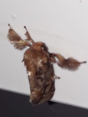 Isochaetes rufescens