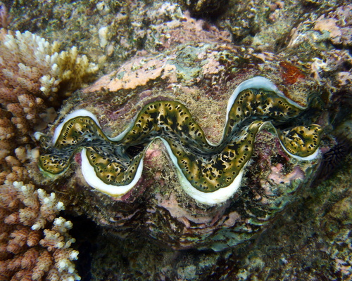 Small Giant Clam