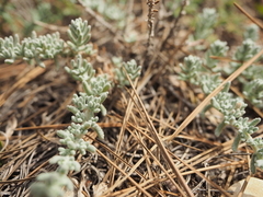 Teucrium gnaphalodes