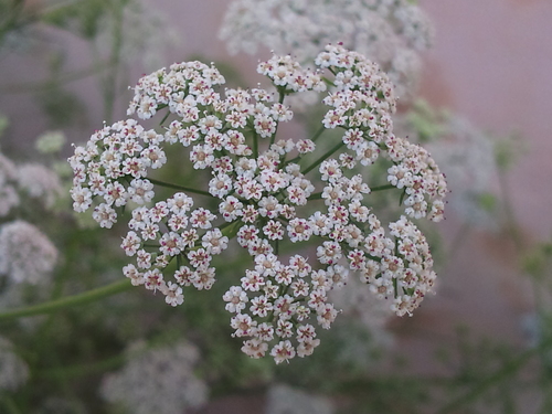 Ajowan caraway (Trachyspermum ammi)