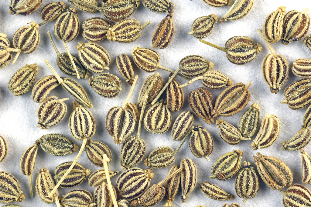 Ajowan (Trachyspermum ammi)  iNaturalist