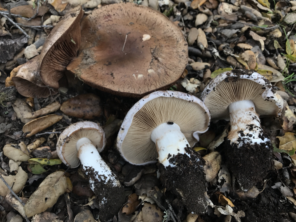Cortinarius lilacinocolossus