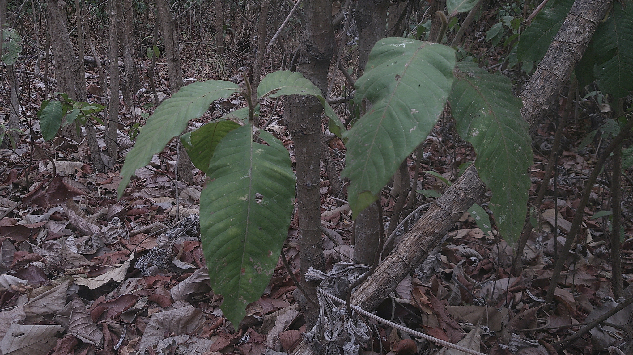 Long John (Triplaris cumingiana)