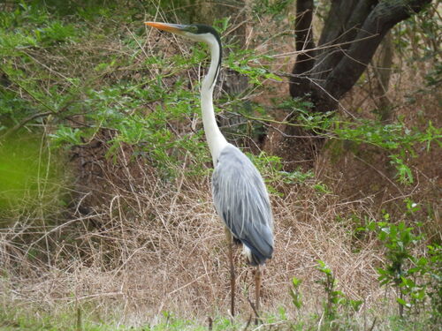 Cocoi Heron