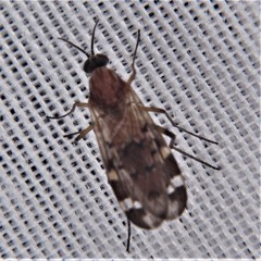 Sylvicola alternatus