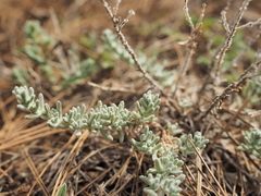 Teucrium gnaphalodes