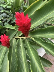 Alpinia purpurata