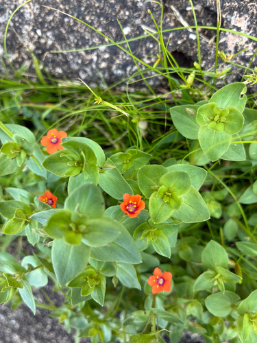Lysimachia arvensis observed 2025-05-18