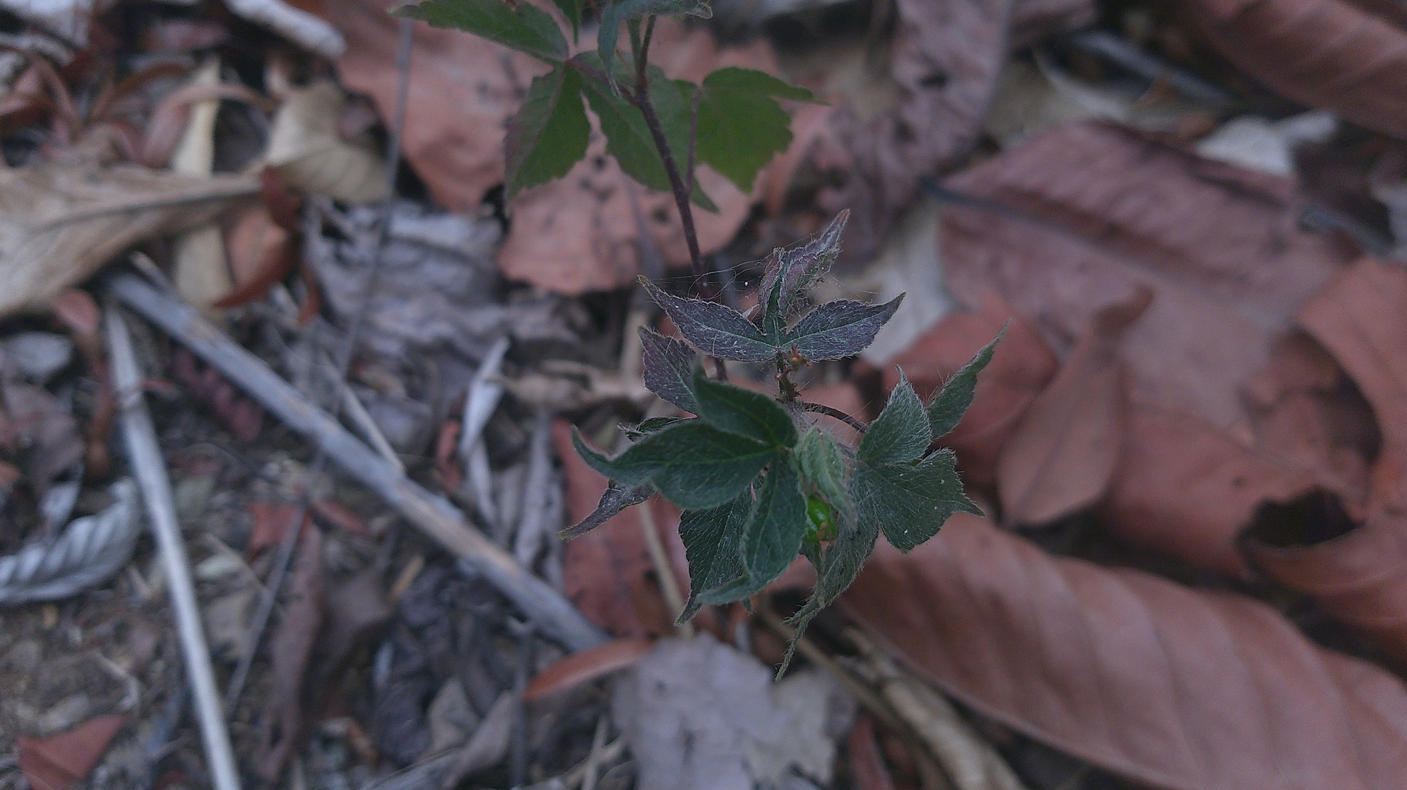 Astraea Lobata (Astraea lobata)
