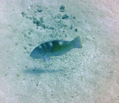 Halichoeres radiatus