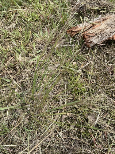 Agrostis avenacea iNat (2)