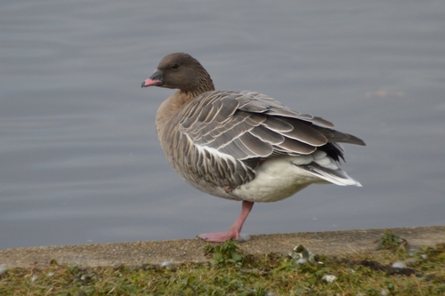 Anser brachyrhynchus