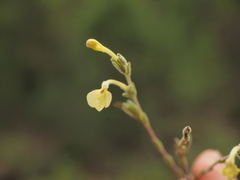 Odontites longiflorus