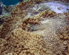 Ecsenius yaeyamaensis