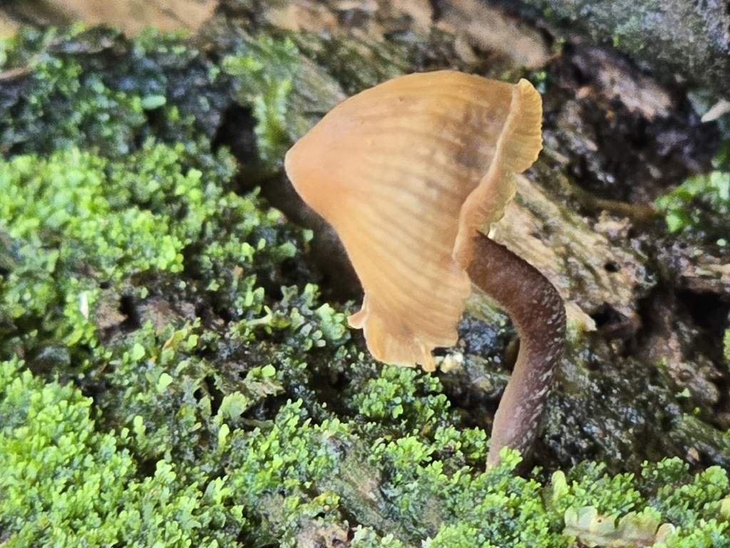 Psilocybe yungensis · November 2025 · photo: © alan_rockefeller (iNaturalist, cc-by-sa)
