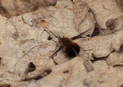 Bombylius discolor