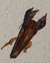 Lasiocampoidea