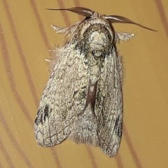 Farigia montana