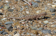 Bunopus tuberculatus