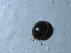 Aphanocephalus hemisphaericus