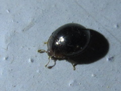 Aphanocephalus hemisphaericus