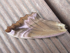 Phyllosphingia dissimilis