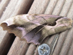 Phyllosphingia dissimilis