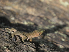 Archaeolacerta bedriagae