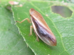 Philaenus nigripectus