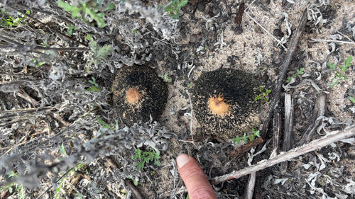 iNaturalist observation photo of Mushrooms, Bracket Fungi, Puffballs, and Allies