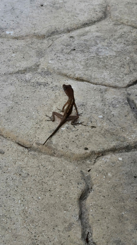 Brown Anole