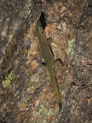 Archaeolacerta bedriagae