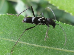 Rhaphuma gracilipes