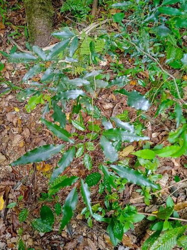 Arthroclianthus observed 2025-11-13