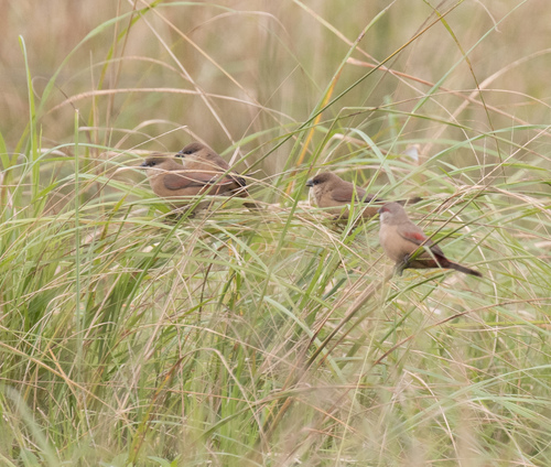 Crimson-rumped Waxbill (Estrilda rhodopyga), photo 2