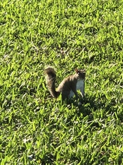 Sciurus carolinensis